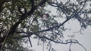 Диполь на 20 метров настройка.mp4