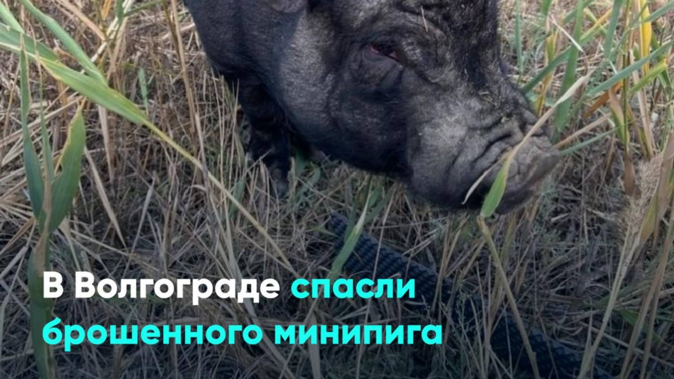 В Волгограде спасли брошенного минипига