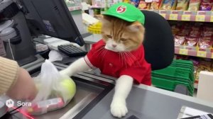 Кот кассир