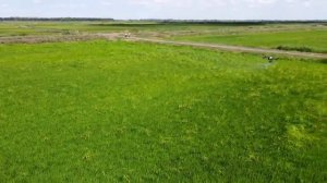 Агродрон для опрыскивания DJI Agras. Обработка риса