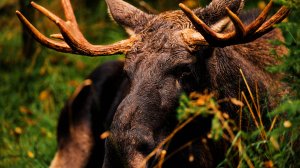 Ночная Охота на Трофейного Лося в Свердловской области