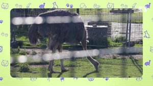 ЯУТРО. ЖИВОТНЫЕ. СТРАУСЫ