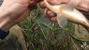 степные караси