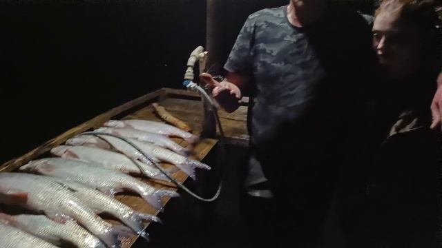 Рыбалка на Станьях. Улов Алексея (крупный жерех 3.2-3.4кг).