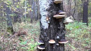 Ленточный бор г. Барнаула. Второй выезд за опятами.