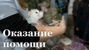 В Луганске прошел тренинг по оказанию доврачебной помощи собакам