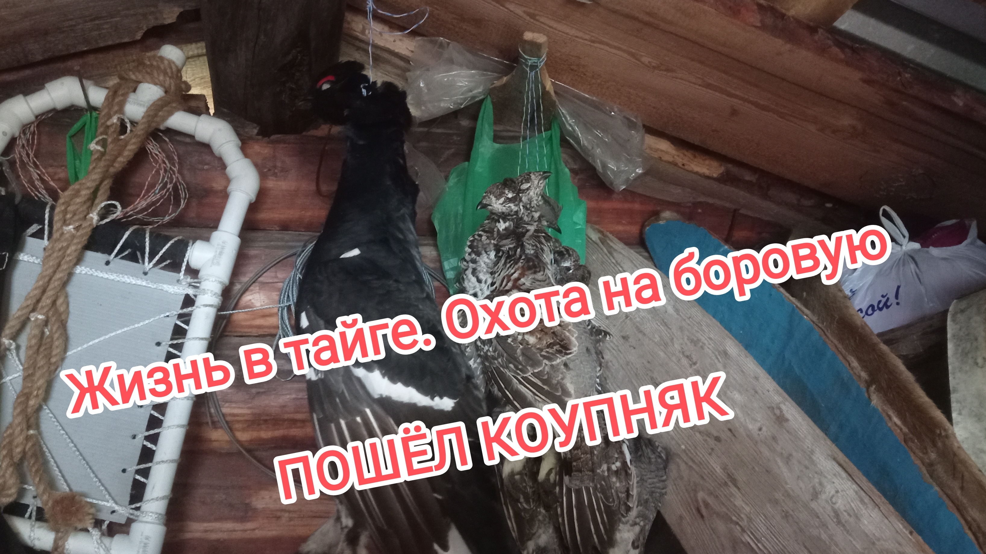 3 дня в тайге. Охота на боровую. ПОШЁЛ КРУПНЯК.