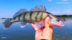 Каковы основные отличия Берша — Sander volgensis от Обыкновенного судака — Sander lucioperca ?