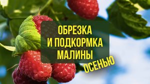 Обрезка и подкормка малины осенью