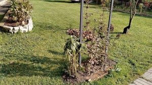 Новые веерные #грабли из поликарбоната для сбора опавших листьев. Рекомендую. Сравнение с металличес