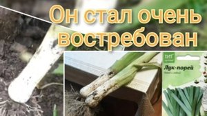 Лук порей. Как хранить