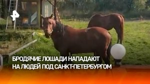 Бесхозные лошади нападают на людей в СНТ под Петербургом