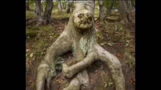 Удивительные аномалии деревьев. Чудеса природы или  влияние темных сил