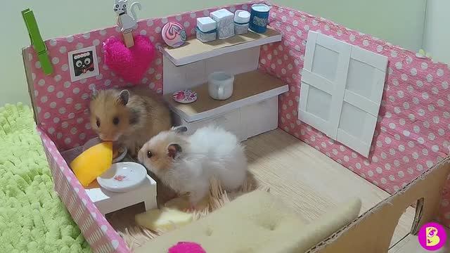 ХОМЯЧКИ ждут ГОСТЕЙ в НоВОМ домике Hamsters are waiting for guests смотреть онлайн
