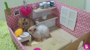 ХОМЯЧКИ ждут ГОСТЕЙ в НоВОМ домике Hamsters are waiting for guests