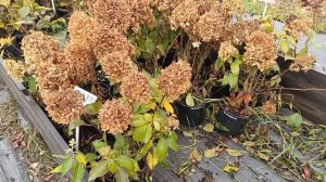 Маточники гортензий. кккие растения предлагаю на маточник.