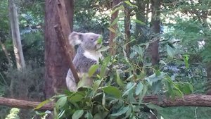 Коала - животное Австралии. Красавец коала поедает листья эвкалипта! Полюбуйтесь! 考拉 Koala