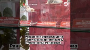 Закулисье Дарвиновского музея: сокровища тайных залов показали публике