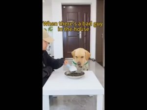 #1. ЗВЕРИ В ДЕЛЕ! ПОДБОРКА ПРИКОЛЬНЫХ МОМЕНТОВ С КОШКАМИ И СОБАКАМИ!!!