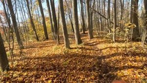 Перформанс в Ильинском