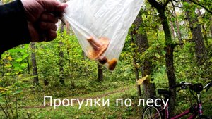 Прогулки по лесу. Ветки из леса убрали, будут сажать новый лес.