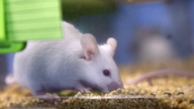 У самцов мыши вылечили бесплодие при помощи РНК-терапии