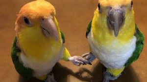 Научи попугая петь. Урок 15 минут