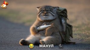 Кот Манул и его приключения в современной жизни эпизод (9)