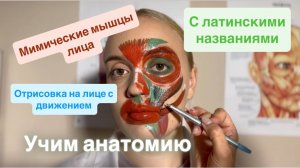 Мимические мышцы лица