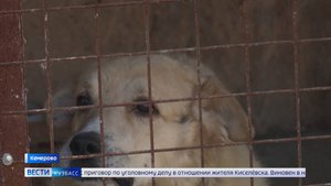 Найти любящих хозяев бездомным животным помогает проект кемеровского «Азота»
