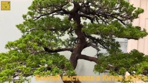 Бонсай выставка в Китае 2025 год. Часть 1.