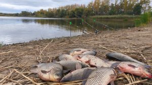 КРУПНЫЙ ОСЕННИЙ КАРАСЬ НА ДОНКУ. Шикарное закрытие сезона рыбалки