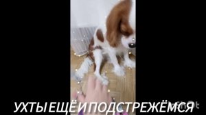 Белла и пуша часть 6 салон красоты.