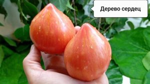 Шикарные сорта из моей коллекции...