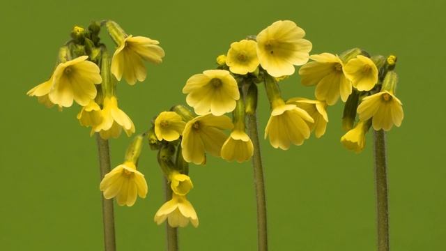 Дикие животные и природа в 4К 8К Full HD смотреть онлайн