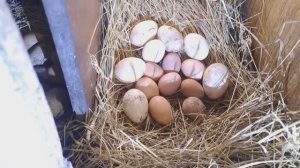 ГОЛОШЕЙКИ СНОВА ЧУДЯТ, НО МОЛОДКИ  РАДУЮТ