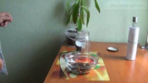 Настойка, золотой ус