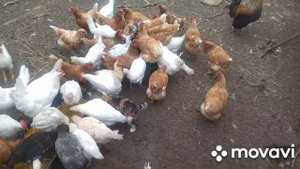 Отвечаю на ваши комментарии. Ассортимент продукции