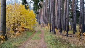 #шикарный лес осенью