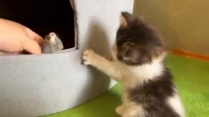 Котятам 1 месяц.