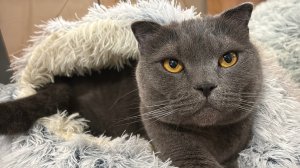 Лежанка для кота