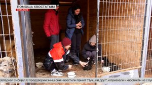 Поддержка бездомных животных в наших городах