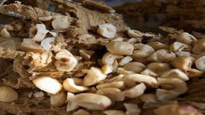 Печенье с фундуком и эспрессо