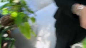 🌿🌿🌿🌿