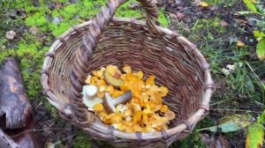 Шесть нижегородцев отравились грибами с начала года