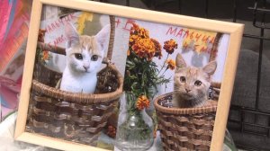 На выставке «Пойдём домой» новые семьи обрели 11 питомцев