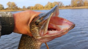 Ловля ЩУКИ на спиннинг.Осень 2025г.