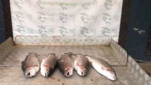 итоговый улов форели