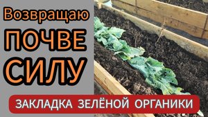 Как вернуть плодородие почве: зелёное удобрение.
