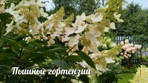 Пышные гортензии